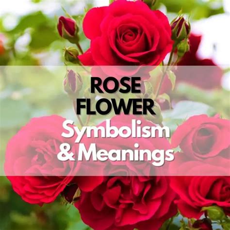 Black Roses: History, Types, Uses Meaning & Symbolism.